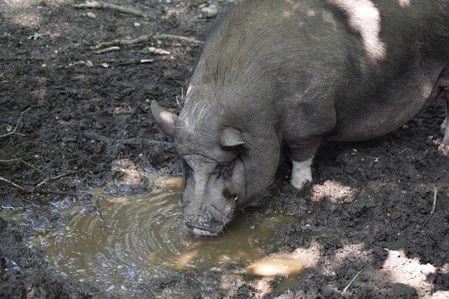 世体：施洛特贝克仍犹豫与多特续约，皇马与巴萨将争夺他